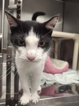 Nikki -  Domestic Short Hair Cat for Adoption in Bowling Green, Ohio - Nikki | PetCurious