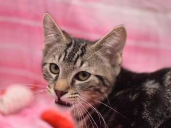 Domestic Short Hair Cats Available for Adoption - Marvin | PetCurious
