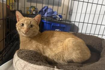 Domestic Short Hair and Tabby Cats Available for Adoption in New York, New York - Hive  | PetCurious