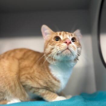 Cliff -  Domestic Short Hair Cat for Adoption in Sarasota, Florida - Cliff | PetCurious