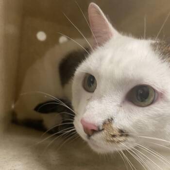 Georgie -  Domestic Short Hair Cat for Adoption in Reno, Nevada - Georgie | PetCurious