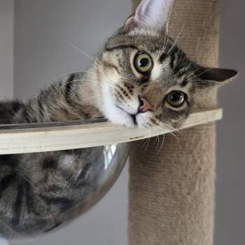 Punch -  Domestic Short Hair Cat for Adoption in Los Angeles, California - Punch | PetCurious