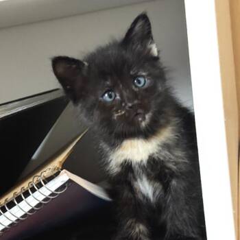 Raven -  Domestic Short Hair Cat for Adoption in Zimmerman, Minnesota - Raven | PetCurious