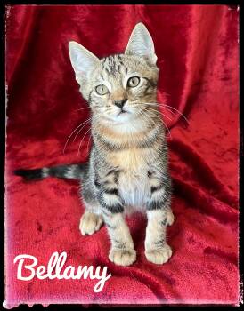 Domestic Short Hair and Bengal Cats Available for Adoption - Bellamy | PetCurious