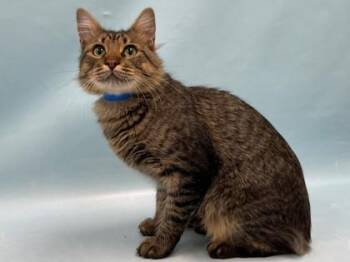 Haymitch -  Domestic Medium Hair and Domestic Short Hair Cat for Adoption in Minneapolis, Minnesota - Haymitch | PetCurious
