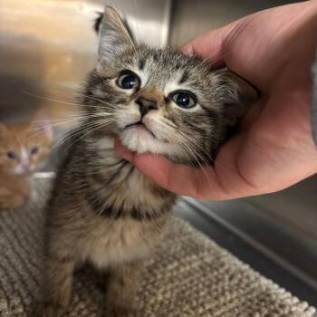 Domestic Short Hair Cats Available for Adoption in Ottawa, Kansas - Hershey | PetCurious