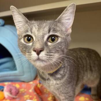 Dove -  Domestic Short Hair Cat for Adoption in New York, New York - Dove | PetCurious