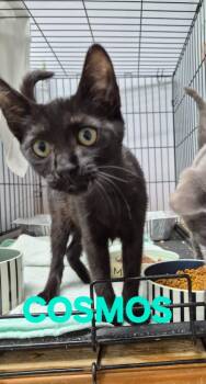 Cosmos -  Domestic Short Hair Cat Available for Adoption in Rome, Georgia - Cosmos | PetCurious