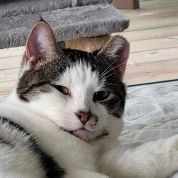 Foccacia -  Domestic Short Hair Cat Available for Adoption in Traverse City, Michigan - Foccacia | PetCurious