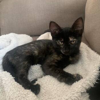 Drunken PB Cups Cattail -  Domestic Short Hair Cat for Adoption in Redmond, Washington - Drunken PB Cups Cattail | PetCurious
