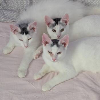Sabine (Bushy Ridge 3) -  Domestic Short Hair Cat for Adoption in Westport, Connecticut - Sabine (Bushy Ridge 3) | PetCurious