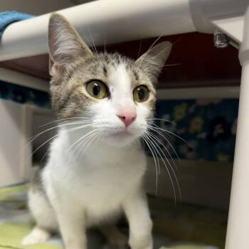Domestic Short Hair Cats Available for Adoption in Watertown, New York - Barracuda | PetCurious
