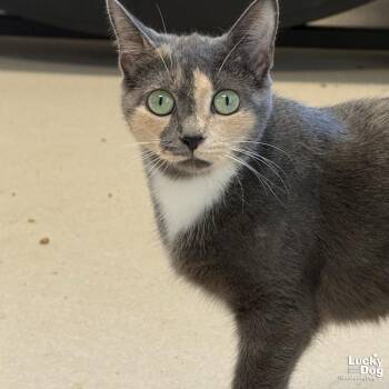 Orchid -  Domestic Short Hair Cat for Adoption in Washington, District Of Columbia - Orchid | PetCurious