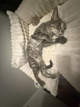 Squid -  Domestic Short Hair and Tabby Cat for Adoption in Dallas, Texas - Squid | PetCurious