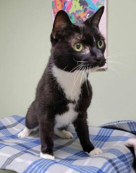 Rescue Tuxedo Cats for Adoption in Portage, Wisconsin - Zeppelin | PetCurious