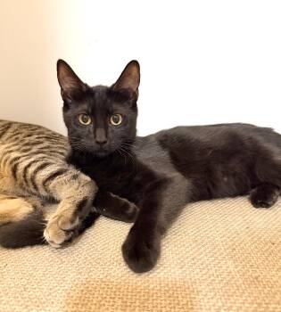 Rescue Domestic Short Hair Cats for Adoption in Orange, California - Velvet | PetCurious