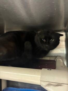 Domestic Short Hair Cats Available for Adoption - Black Panther | PetCurious