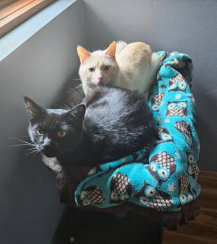 Athena -  Domestic Short Hair Cat for Adoption in Minneapolis, Minnesota - Athena | PetCurious