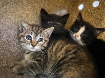 Domestic Short Hair Cats Available for Adoption in Murray, Kentucky - Alex | PetCurious