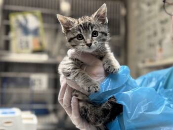 Rescue Domestic Short Hair Cats for Adoption in Raleigh, North Carolina - SUGAR COOKIE | PetCurious