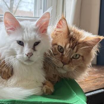Maine Coon Cats Available for Adoption in Stoughton, Wisconsin - Willie & Lucky | PetCurious