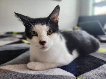 Miso 2 -  Domestic Short Hair Cat for Adoption in Arthur, Ontario - Miso 2 | PetCurious