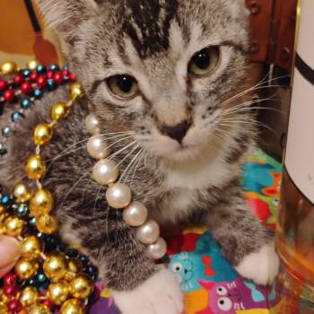masterpiece m 2lb tabi handraised -  Tabby Cat for Adoption in Phoenix, Arizona - Masterpiece M 2lb Tabi Handraised | PetCurious