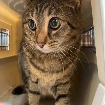 Big Mama -  Domestic Short Hair Cat for Adoption in Allentown, Pennsylvania - Big Mama | PetCurious