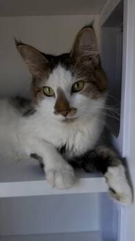 26-538 -  Domestic Long Hair and Domestic Short Hair Cat for Adoption in Barnesville, Georgia - 26-538 | PetCurious