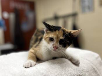 A071675 -  Domestic Short Hair Cat for Adoption in Aliquippa, Pennsylvania - A071675 | PetCurious