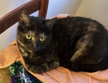 Tortoiseshell Cats Available for Adoption - Eva | PetCurious