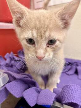 Duck -  Domestic Short Hair Cat Available for Adoption in Webster, Wisconsin - Duck | PetCurious