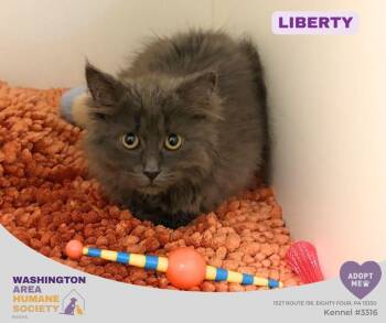 Liberty -  Domestic Long Hair Cat for Adoption in Eighty Four, Pennsylvania - Liberty | PetCurious