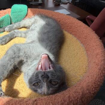 Whisper -  Domestic Short Hair Cat for Adoption in Spokane, Washington - Whisper | PetCurious