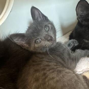 Blimp -  Domestic Short Hair Cat for Adoption in Walnut Creek, California - Blimp | PetCurious