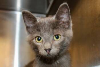WALTER REY -  Domestic Short Hair Cat for Adoption in Brazil, Indiana - WALTER REY | PetCurious