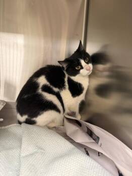 Domestic Short Hair Cats Available for Adoption in Lawrenceville, Georgia - If8d | PetCurious