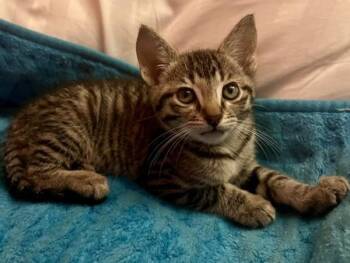 Mozart -  Domestic Short Hair Cat for Adoption in Novato, California - Mozart | PetCurious