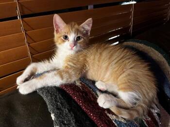 MITTENS -  Domestic Medium Hair Cat for Adoption in Tustin, California - MITTENS | PetCurious