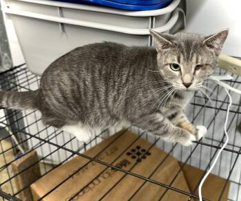 Jess -  Domestic Short Hair Cat for Adoption in Estherville, Iowa - Jess | PetCurious