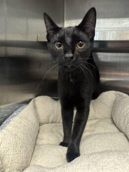 Pepper -  Domestic Short Hair Cat for Adoption in Hilton Head Island, South Carolina - Pepper | PetCurious