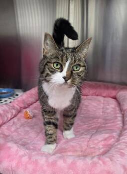 Lori -  Domestic Short Hair Cat for Adoption in New Hope, Pennsylvania - Lori | PetCurious