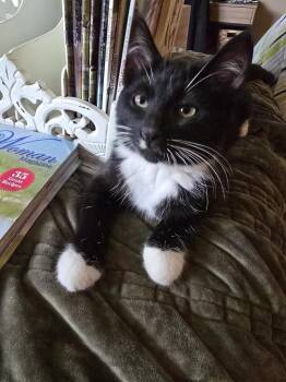 Tide -  Domestic Short Hair Cat for Adoption - Tide | PetCurious