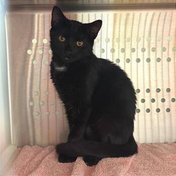 Murphy -  Domestic Medium Hair Cat for Adoption in Pittsburgh, Pennsylvania - Murphy | PetCurious