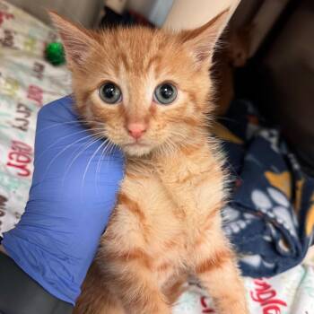 Alex -  Domestic Short Hair Cat Available for Adoption in Lynchburg, Virginia - Alex | PetCurious