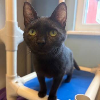 Soot w/ Stormy -  Domestic Short Hair Cat for Adoption in Morristown, Vermont - Soot W/ Stormy | PetCurious