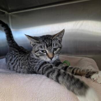 Spiced Cider -  Domestic Short Hair Cat for Adoption in Fort Wayne, Indiana - Spiced Cider | PetCurious