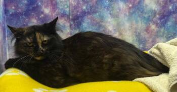 Domestic Long Hair Cats Available for Adoption in Washington Court House, Ohio - Chips | PetCurious