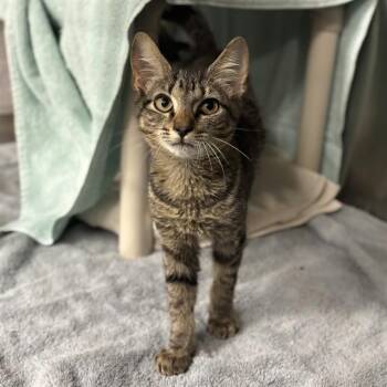 SPENCER -  Domestic Short Hair Cat for Adoption - SPENCER | PetCurious