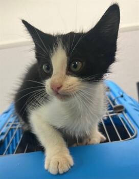 A660329 -  Domestic Short Hair Cat for Adoption in Houston, Texas - A660329 | PetCurious